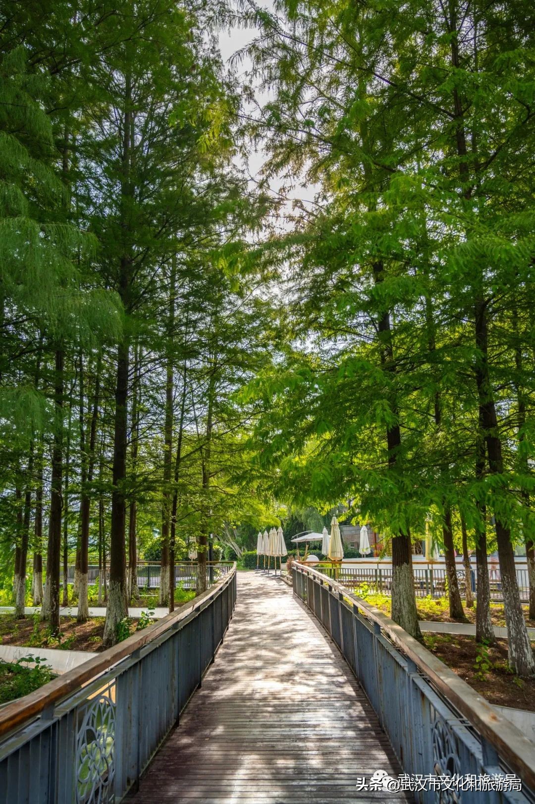 琴台:武汉艺术高地,除看剧听音乐会的隐藏玩法攻略(图34) 餐厅播放的音乐_西餐厅适合播什么音乐剧_适合餐厅播放的纯音乐